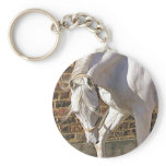 Beautiful White Arabian Horse