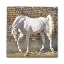 Beautiful White Arabian Horse