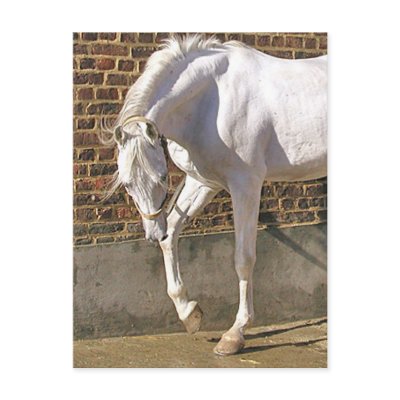 Beautiful White Arabian Horse by Animals_R_Us