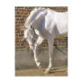 Beautiful White Arabian Horse