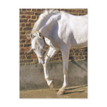 Beautiful White Arabian Horse postcards