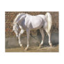 Beautiful White Arabian Horse
