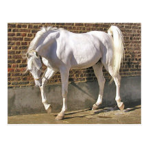 Beautiful White Arabian Horse Postcards