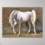 Beautiful White Arabian Horse Print