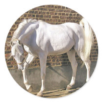 Beautiful White Arabian Horse