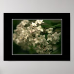 Beautiful White Butterfly Bush Poster! (with borde posters