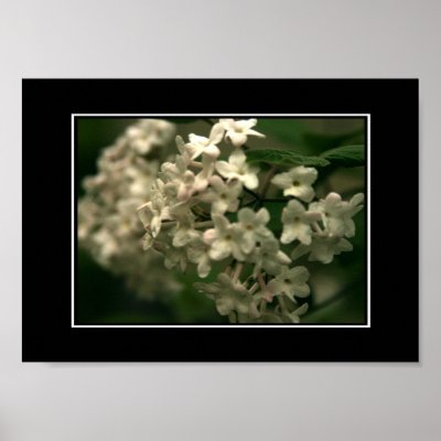 Beautiful White Butterfly Bush Poster! (with borde by zolojetto