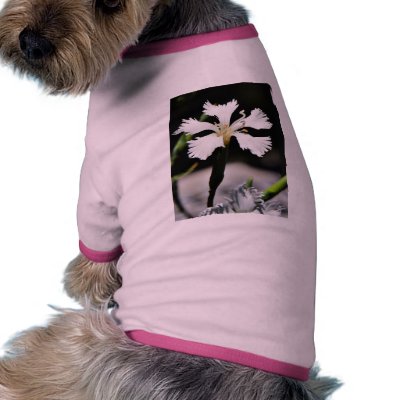 Beautiful White Flower Dog T-shirt by lifesphere