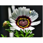 Beautiful White Flower In Park Acrylic Cut Outs