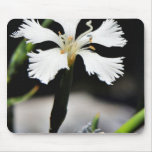 Beautiful White Flower Mousepad