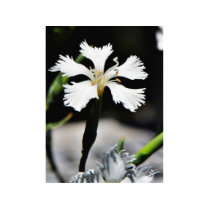 Beautiful White Flower Photo Sculptures
