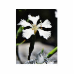 Beautiful White Flower photo sculptures