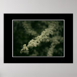 Beautiful White Flower Poster! (with border)