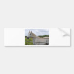 Beautiful white horse photograph bumper sticker