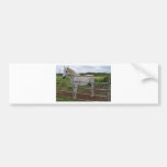 Beautiful white horse photograph bumper stickers