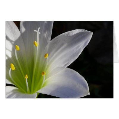 Beautiful White Lilly Greeting Card by scgirl2000