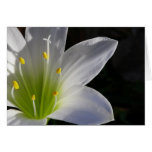 Beautiful White Lilly cards