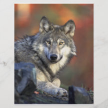 Beautiful Wolf Full Color Flyer