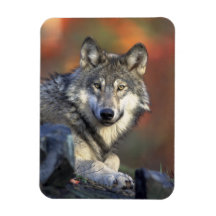 Beautiful Wolf Rectangle Magnet