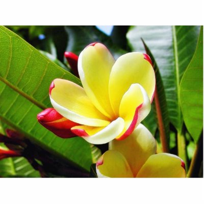 Beautiful Yellow Flower Cut Outs by lifesphere
