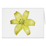 Beautiful yellow lily card