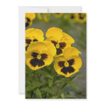 Beautiful yellow Pansies Custom Announcement