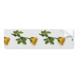 Beautiful Yellow rose Bumper Stickers