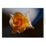 Beautiful yellow rose greeting card