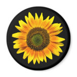 Beautiful yellow sunflower on black magnet