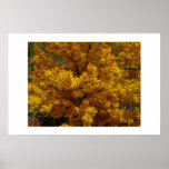 Beautiful yellow tree in the fall posters