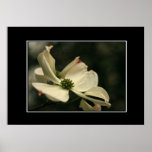 Beautifull Dogwood Poster! (with border)