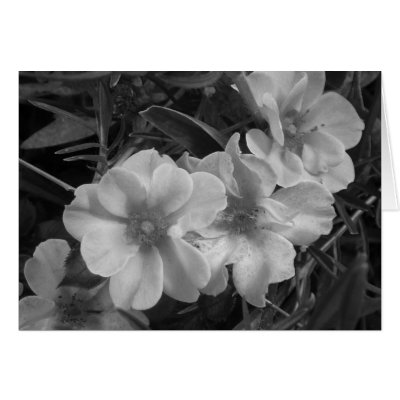 Beauty Blank Card by shawke123