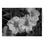 Beauty Blank Card