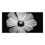Beauty in Black and White Picture Card