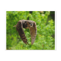 Beauty in flight postcard