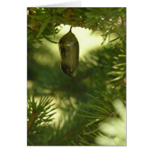 Beauty in LIfe Cards