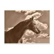 Beauty in the clouds post card