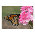 Beauty in the Garden Card