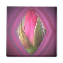 Beauty in the Shadows Magnets