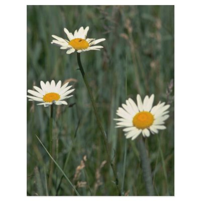 Beauty In The Weeds Flyers by BreathtakingNature