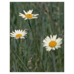 Beauty In The Weeds flyers