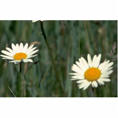 Beauty In The Weeds Cut Out by BreathtakingNature
