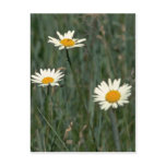Beauty In The Weeds Postcards