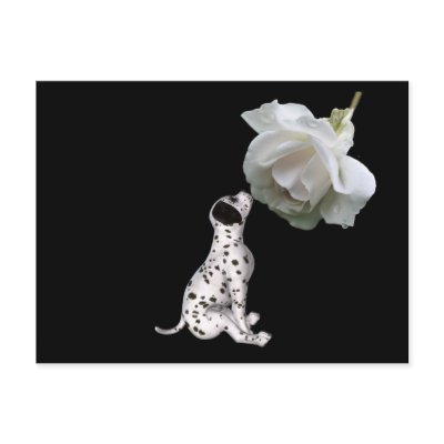 Beauty Innocence Dalmatian And Rose Postcard by SmilinEyesTreasures