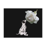 Beauty Innocence Dalmatian And Rose Postcard