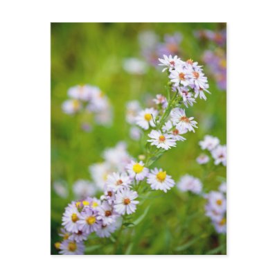 Beauty Line Postcard by DevelopingNature