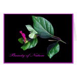 Beauty of Nature #C105 Greeting Cards