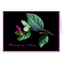 Beauty of Nature #C105 cards