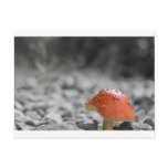 Beauty Shroom Postcards