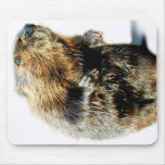 BEAVER ANIMAL TALKING mousepads